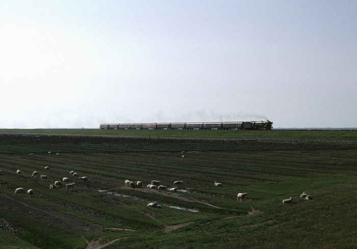 01 1100 mit Zug Westerland->Hamburg auf dem Damm von Sylt, nordfriesische Schafe dabei..., um 17:20h, 06.08.1989