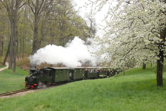 99 3317 mit Zug Bad Muskau→Weißwasser (-Kromlau) in der Kurve an der blühenden Obstbaumwiese am Waldrand hinter Bad Muskau, um 13:52h am 18.04.2025