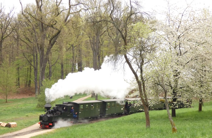 99 3317 mit erstem Zug des Tages zurück von Bad Muskau nach Weißwasser, in der Kurve an der Wiese mit blühenden Obstbäumen hinter Bad Muskau, um 10:44h am 19.04.2025