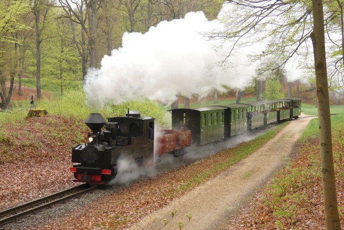 99 3317 mit Zug zurück von Bad Muskau nach Weißwasser, in der Steigung am Waldrand hinter Bad Muskau, um 13:57h am 19.04.2025