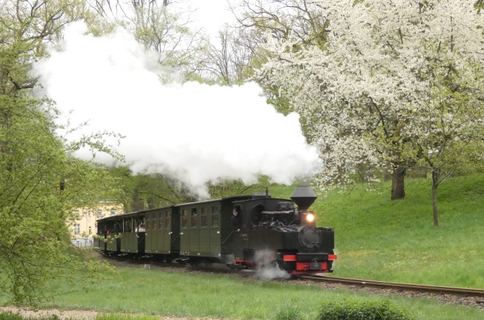 99 3317 mit Zug von Bad Muskau nach Weißwasser, in der Steigung am Waldrand in den Kurven hinter Bad Muskau, um 16:55h am 19.04.2025