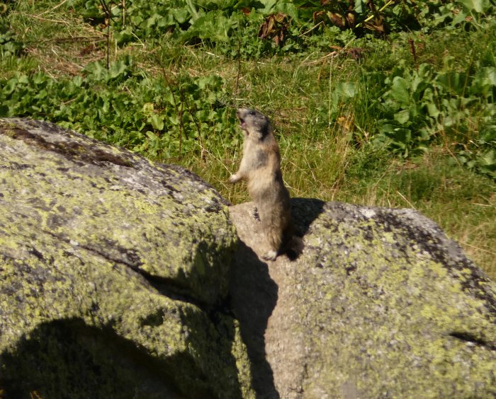 Murmeltier auf großem Felsen nahe der Reuss im Tal (hinterm Bahn- und Wege-Damm), am 11.08.2022