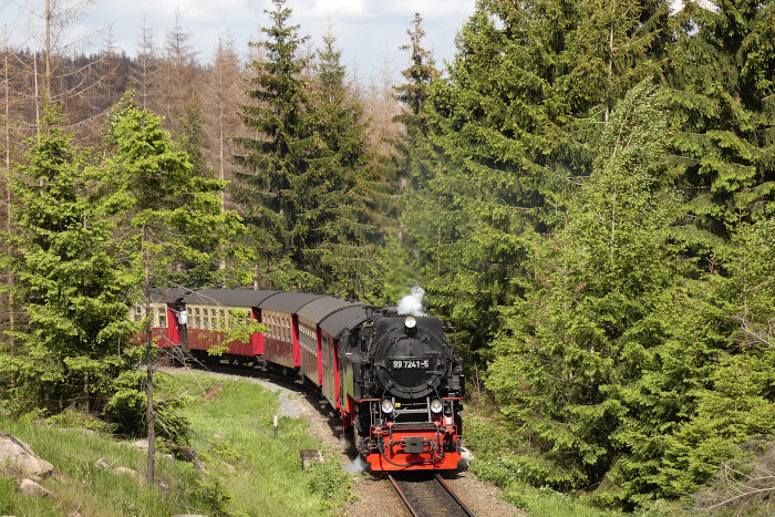 99 8945 zum Brocken, fotografiert an einer der wenigen, dort oben noch verbliebenen grünen Baum-Inseln in den Kurven weit unterhalb von Schierke, um 16:06h am 27.05.2022