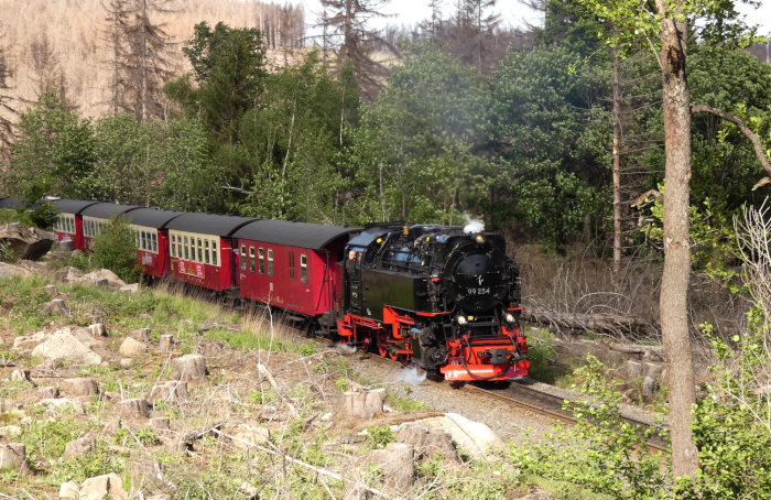 99 234 mit Zug 8941 (dem letzten Brockenzug an diesem Tag) in den Kurven weit unterhalb von Schierke, um 17:28h am 27.05.2022