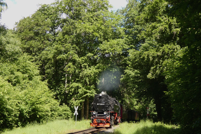 99 7239 mit Zug 8963 Richtung Alexisbad, am Waldweg-Bahnübergang direkt vor dem Haltepunkt Sternhaus-Ramberg, um 11:07h am 01.06.2022