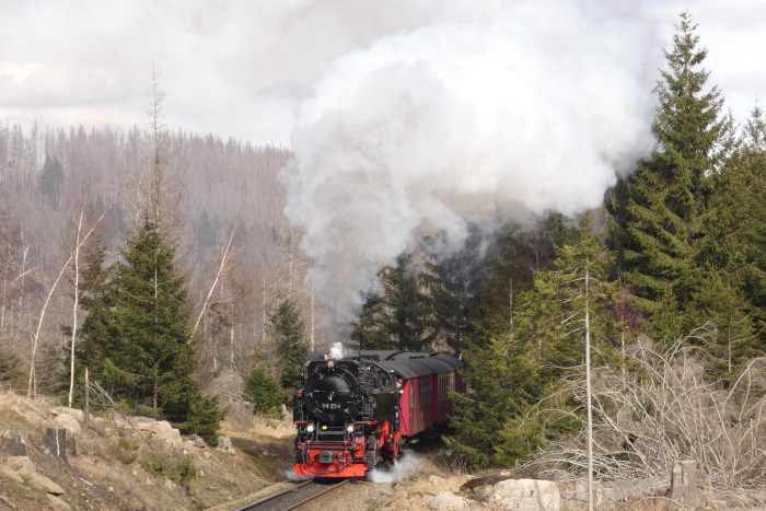 99 234 mit Zug 8923 weit unterhalb von Schierke hinter den Kurven kurz vor Ende der Steigung, um 15:19h am 04.04.2023