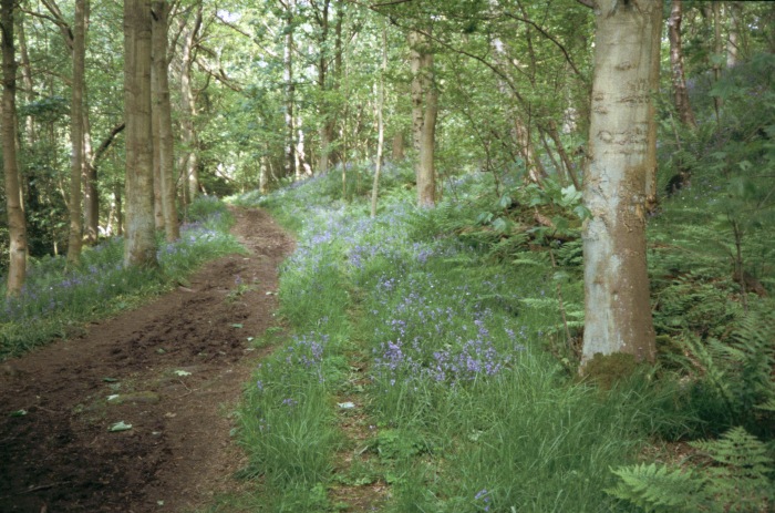 Wanderung auf dem Wanderweg (“footpath”) durch den nett bunten Frühlingswald am Hang über dem Ostufer des Murk Esk, gegenüber den “sheds” (NYMR-Betriebswerk), am 17.05.2004